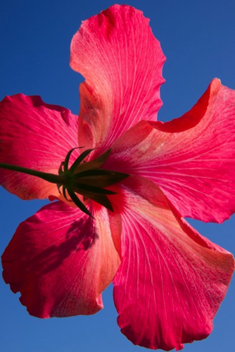 Hibiscus 7, Block Island, RI (3902 SA).jpg Hibiscus 7, Block Island, RI (3902 SA).jpg